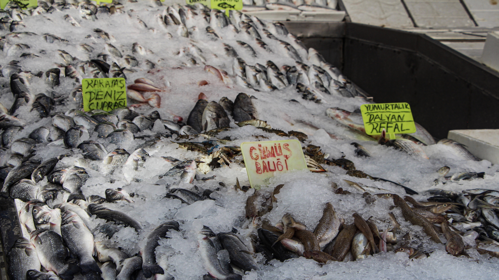 av yasagi bitti tezgahlar doldu balikta bolluk yasandi fiyatlar yariya indi QzcOYvhc