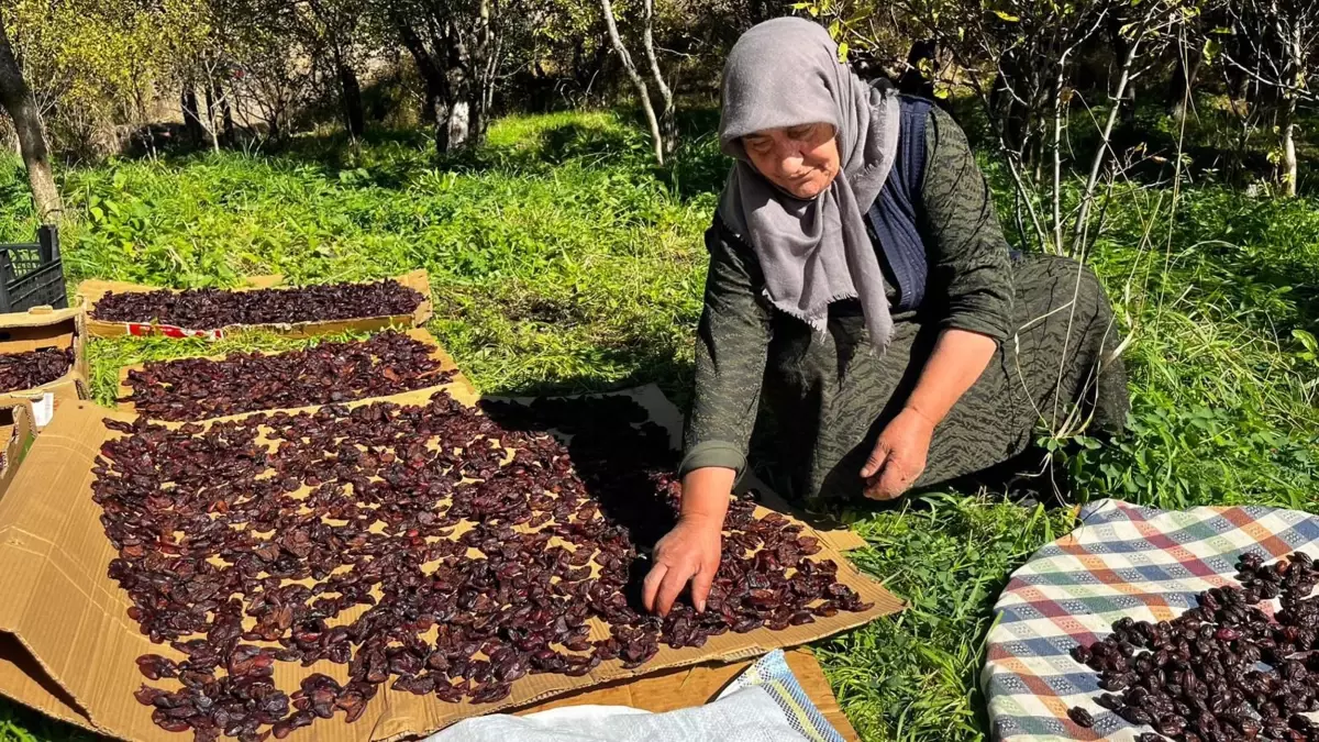 ardahanda cancur erigi hasadi basladi festival coskusu tzQFQdqq