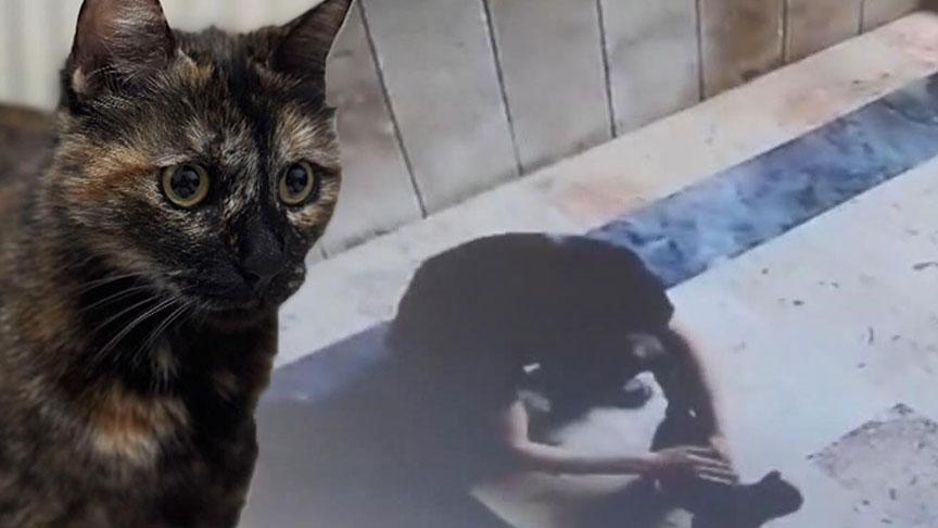 basaksehirde kediye iskence davasinda karar EKMIbCKP