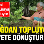 Dagdan topluyor servete donusturuyor tanesi bin 500 liraya alici buluyor MYxIIASA