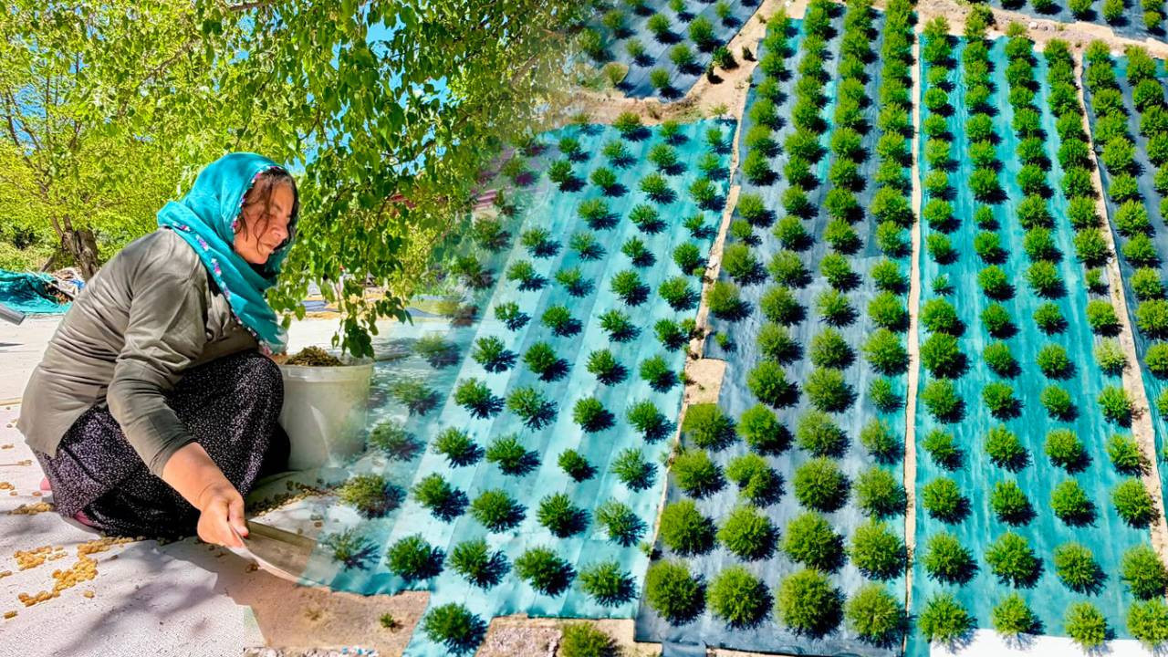 Beklenen hasat başladı: Geçen yıl bir kilo bile çıkmadı, şimdi 600 ton rekolte bekleniyor
